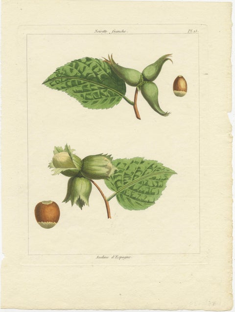 Botanical Print: Common & Spanish Hazelnut, Le Jardin Fruitier, 1821, view 2