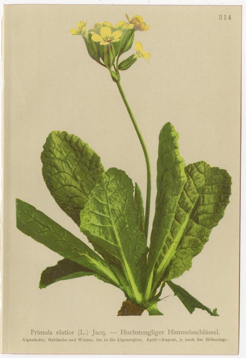 Alpine Botanical Prints Set of 6, Antique Chromolithographs, Primula Series 1897, view 7