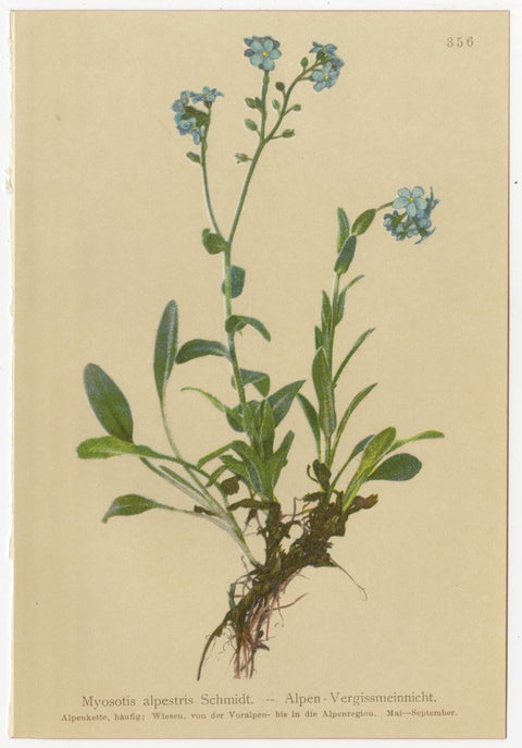 Antique Botanical Prints Alpine Flora Set of 8, Chromolithographs, 1897, view 5