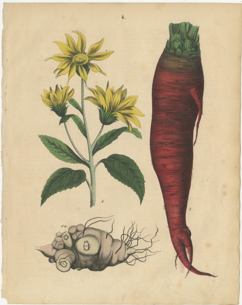 Antique Root Vegetable Lithographs, Beets, Carrots, Turnips, Calwer 1852, view 2