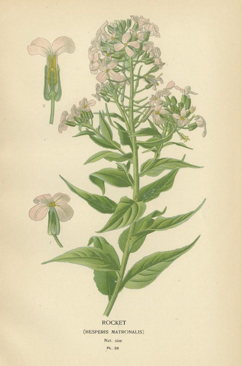 Ephemeral Blossoms: Treasures from 'Favourite Flowers of Garden and Greenhouse', close-up 2