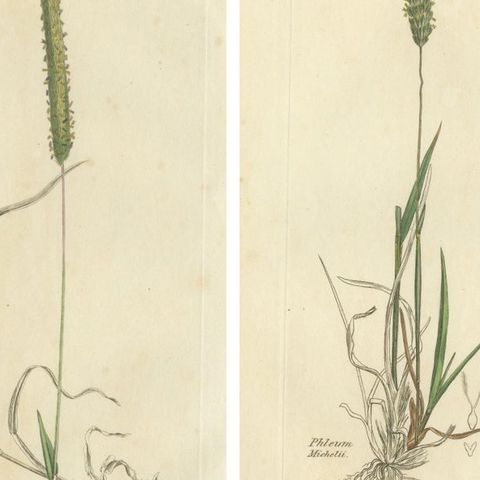 Set of 8 Antique Engravings of Meadow Grasses: Timothy & Foxtail, c.1830, close-up 1