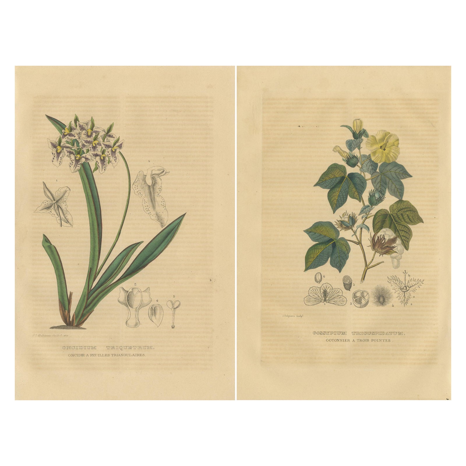 Orchid & Cotton Elegance: A Botanical Legacy in Bloom, Old Engravings of 1845