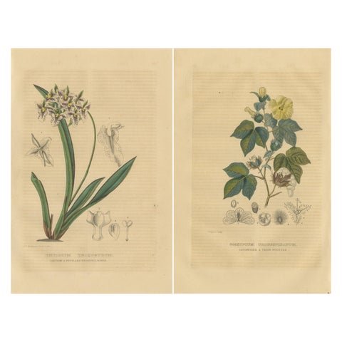 Orchid & Cotton Elegance: A Botanical Legacy in Bloom, Old Engravings of 1845