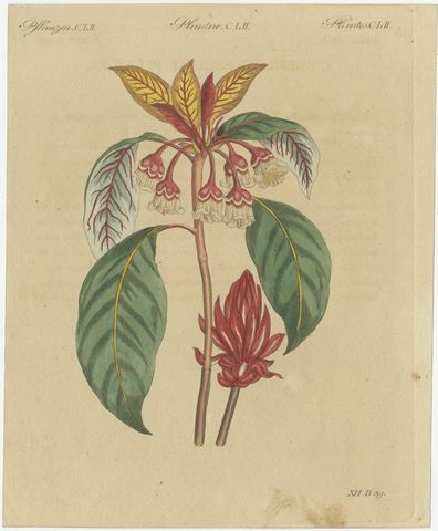 Flowering Shrub with Red Blossom, Antique Bertuch Print, circa 1815, view 2