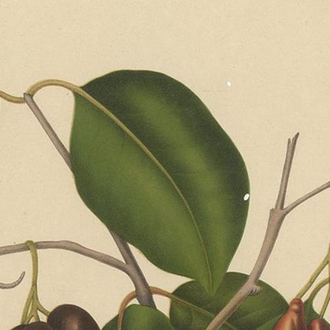Sizygium Jambolanum, Java Plum Botanical Lithograph c.1863, close-up 1