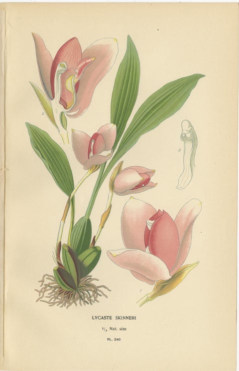Set of 3 antique orchid lithographs, Lycaste, Odontoglossum & Oncidium, 1897, view 2