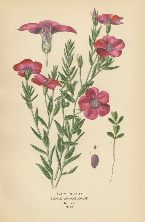 Victorian Botanical Splendor: A Collection from Step's Horticultural Compendium, close-up 2