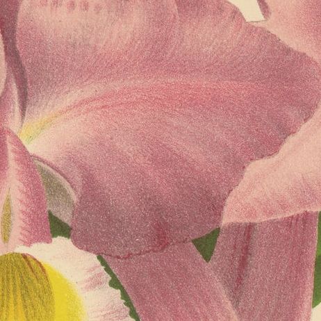 Beautiful Pink and Yellow Colored Print of a Gaskell's Orchid, ca.1880, close-up 2