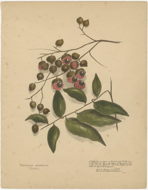 New Zealand Native Berry Plants, Set of Three Hand-Colored Lithographs, 1890, view 3