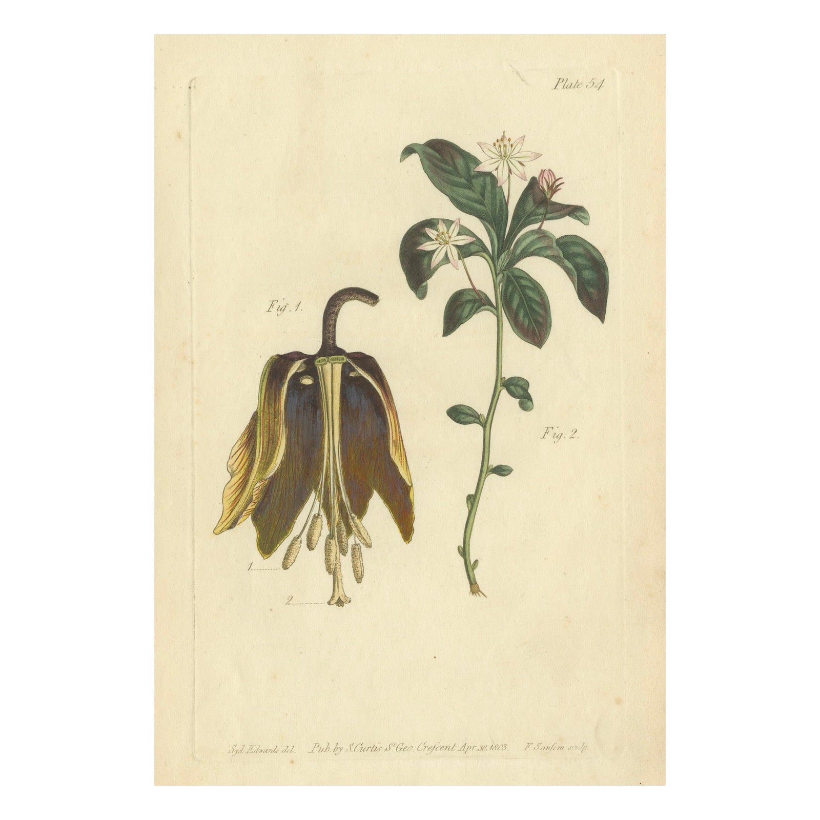 Antique Botanical Print of Banana Shrub and Starry Wild Jasmine, 1803