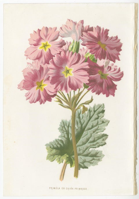 Set of Three Botany Prints Hepatica, Large-Leaved Saxifrage, Primula, view 4
