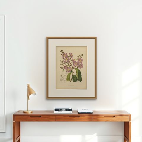 Original Antique Botanical Chromolithograph of Queen's Crape Myrtle, c. 1880, shown framed on a wall, true to size
