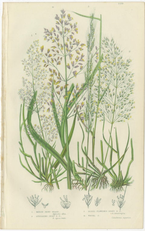 Moonwort and Adder’s Tongue Ferns Antique Botanical Prints, 1873, view 3