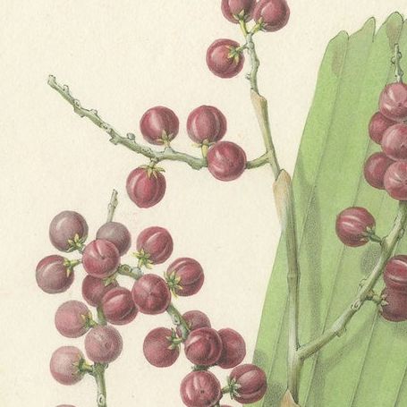 Antique Botany Print of Licuala Gracilis, a Fan Palm, close-up 1