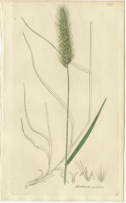 Set of 8 Antique Botanical Engravings of Bromus Brome Grasses, c.1830, view 8