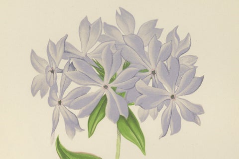 Wild Blue Phlox (Phlox Divaricata), Hand-Coloured Botanical Print, 1874, close-up 4