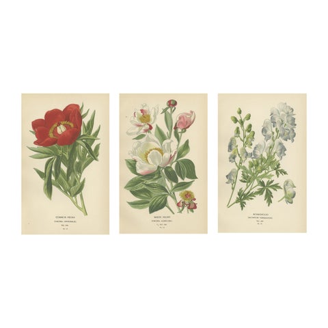 Victorian Botanical Majesty: Original Lithographs of Peonies and Monkshood, 1896