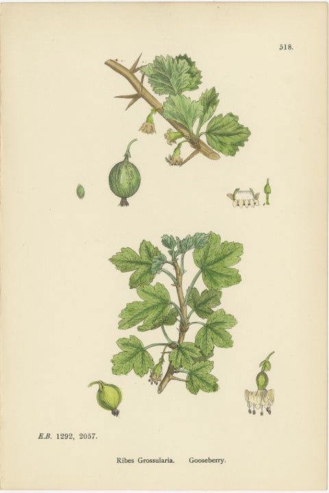 Hand-Colored Botanical Engravings of Gooseberry and Currant Varieties, 1902, view 2