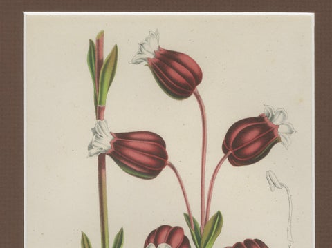 Prepusa hookeriana, A Rare 19th-Century Botanical Print in Elegant Matting, close-up 1