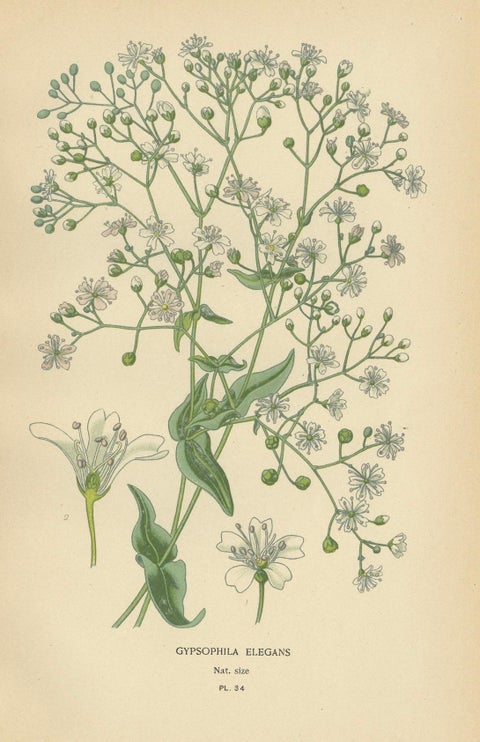 Victorian Vivids: A Floral Collection from Edward Step's Masterworks, 1896, close-up 2