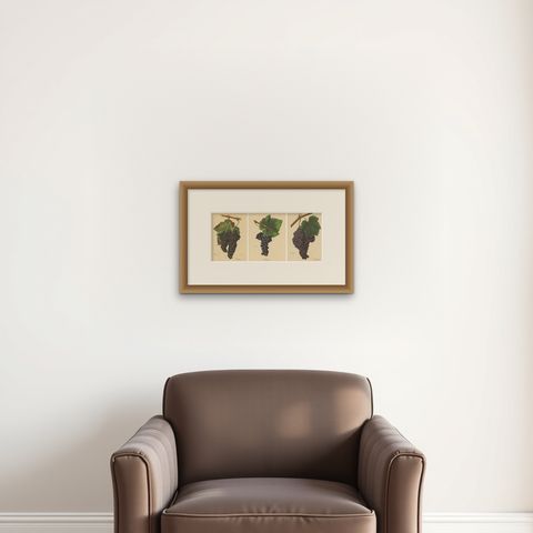 Set of three Antique Prints of Red Grape Varieties, shown framed on a wall, true to size