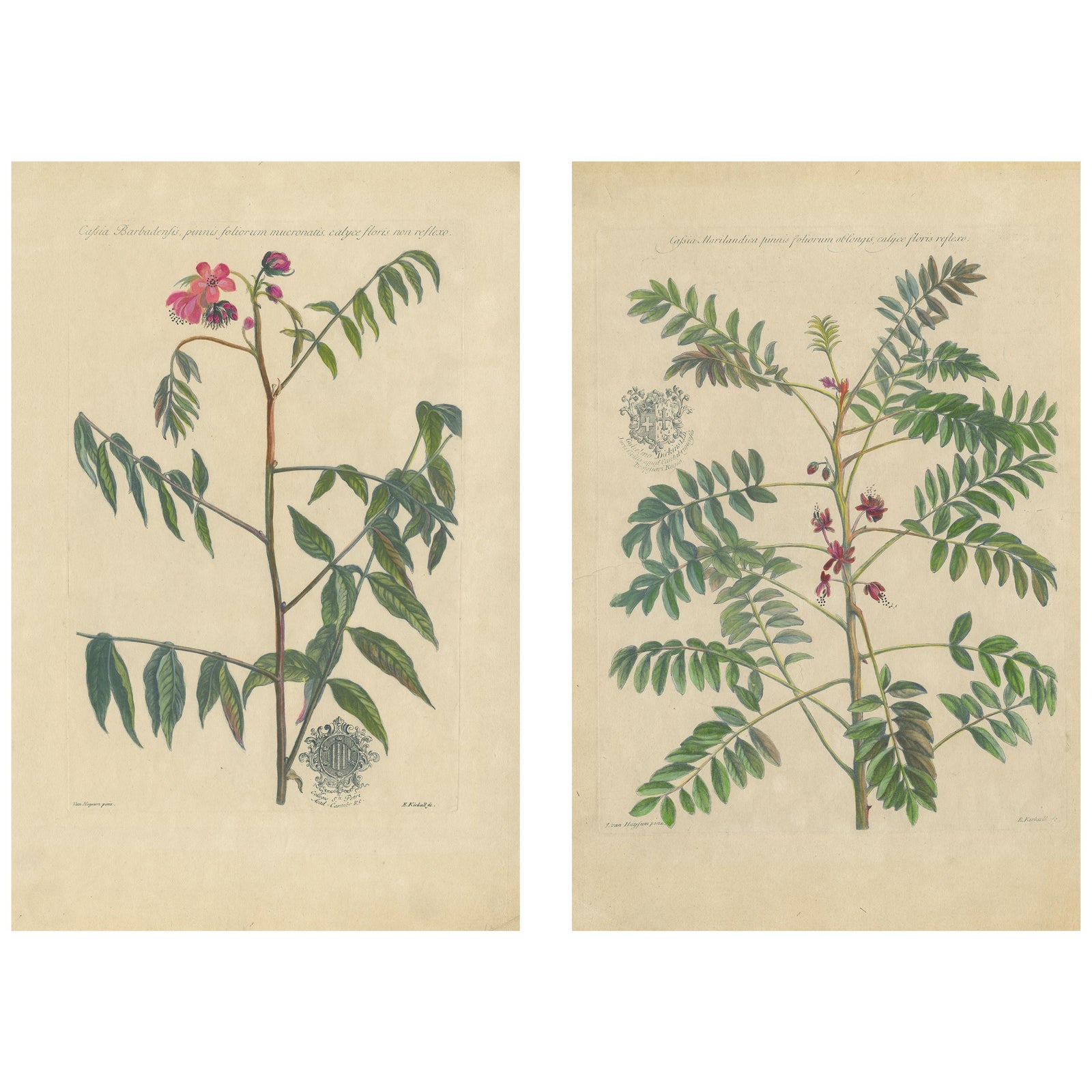 Set, Cassia Barbadensis & Marilandica, Botanical Prints by John Martyn c.1728
