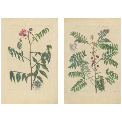 Set, Cassia Barbadensis & Marilandica, Botanical Prints by John Martyn c.1728