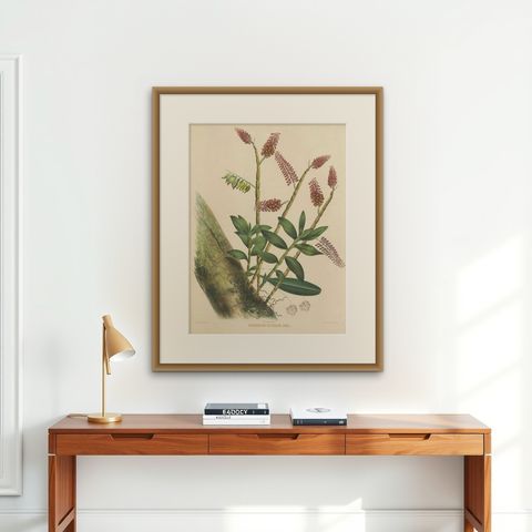 Orchid Splendor: Big Chromolithographic Legacy from the Dutch East Indies, 1854, shown framed on a wall, true to size