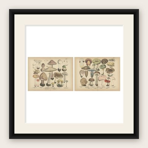 Parasol & Boletes Mushrooms, Antique Botanical Lithograph Set, 1885, shown framed