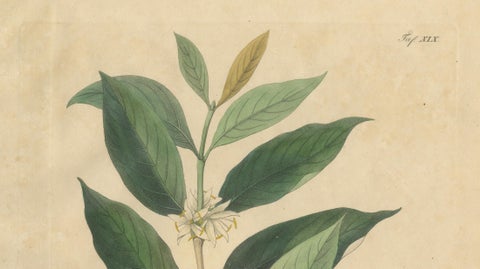 Antique Coffee Botanical Print, Coffea Arabica, Hand Colored, c.1831, close-up 1