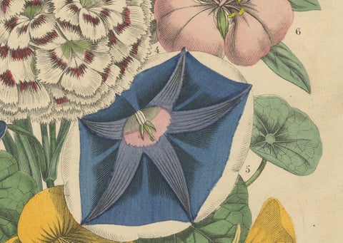 Victorian Floral Bouquet with Garden Blooms from Book of Worlds, 1863, close-up 1