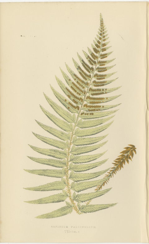 Antique Hand-Colored Fern Prints, Aspidium Species, 19th Century Botanical Art, view 2