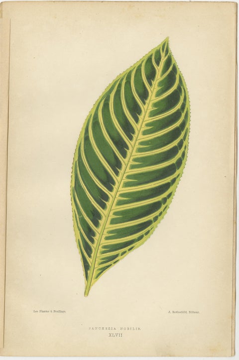 Verdant Elegance: Botanical Artistry from 1880 Paris, view 4