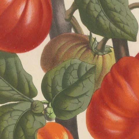 Texas Nightshade Botanical Illustration, Lithograph, 19th Century, close-up 5
