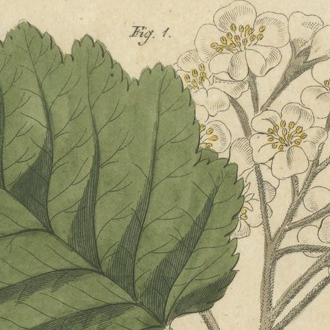 Whitebeam and Wild Service Tree in Blossom, Antique Bertuch Print, circa 1815, close-up 6