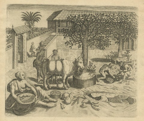 The Melancholy Tree of the East: A 1601 de Bry Engraving from 'Indiae Orientalis, close-up 1