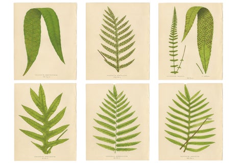 Victorian Exotic Fern Lithograph Portfolio by E.J. Lowe, 1856, Set of 6