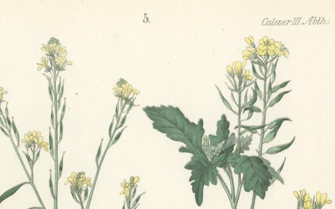Hand-Colored Botanical Lithograph of Wild Mustard and Charlock, Calwer, 1854, close-up 3