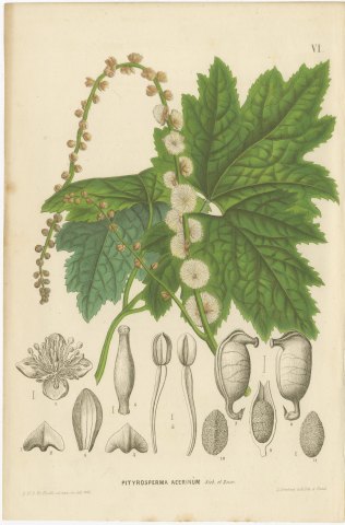 Pityrosperma Acerinum, Japanese Bugbane with Details, Plate VI, 1858, view 2
