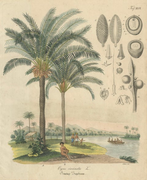 Antique Cycad Botanical Print, Copper Engraving, c.1831, Hand Colored, close-up 1
