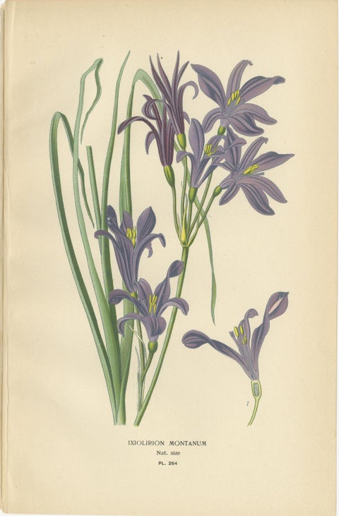 Antique Flower Chromolithographs 1897, Ixiolirion, Tuberose & Aspidistra, view 2