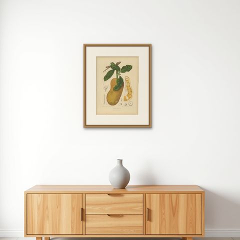 Original Antique Jackfruit Botanical Chromolithograph by Hoola van Nooten, 1880, shown framed on a wall, true to size
