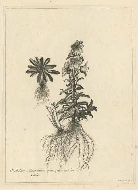 Antique Botany Print of Campanula Americana by Dodart 'circa 1680', view 2