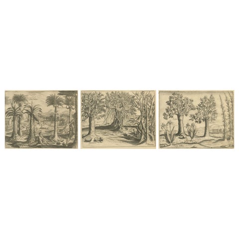 De Bry Indian Botanical Engravings, Coconut, Bamboo & Cashew Trees, c.1598
