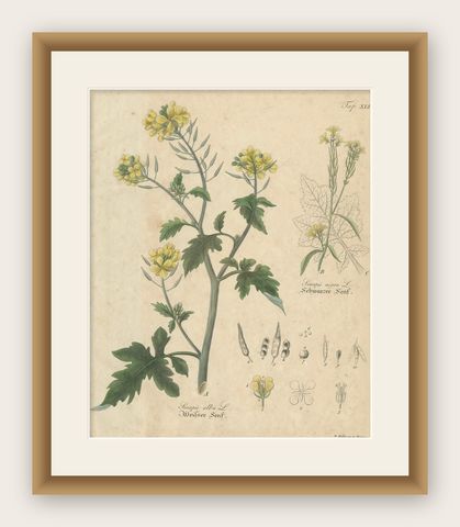 Antique Mustard Botanical Print, Sinapis Alba & Nigra, c.1831, shown framed