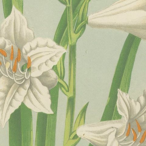 Paradise Lily (Anthericum liliastrum), Hand-Coloured Botanical Print, 1874, close-up 6
