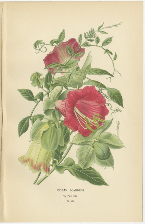 1897 Botanical Prints, Jacob’s Ladder and Cup-and-Saucer Vine, view 3