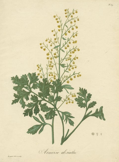 Antique Botanical Print of Artemisia Absinthium or Wormwood, ca.1821, view 3