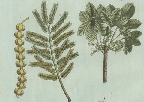 Original Antique Botanical Print of Manna Ash and Sarsaparilla by Bertuch, 1805, close-up 3